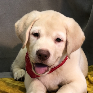 Labrador Retriever Puppy Sholts