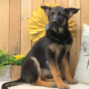 German Shepherd Dog Puppy Hannah