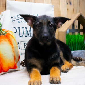 German Shepherd Dog Puppy Hannah