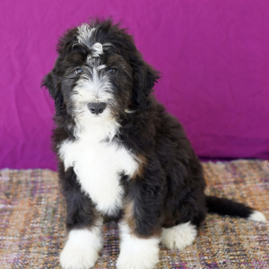 Bernedoodle Puppy Cici