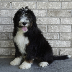 Bernedoodle Puppy Cici
