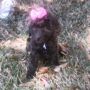 Labradoodle Puppy Josie