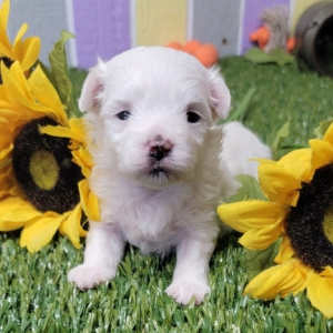 Maltese Puppy Kane