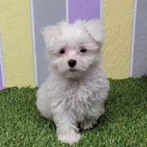 Maltese Puppy Kane