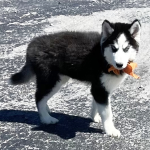 Siberian Husky Puppy Tundra