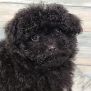 Maltipoo Puppy Daysi