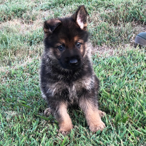 German Shepherd Dog Puppy Knickers