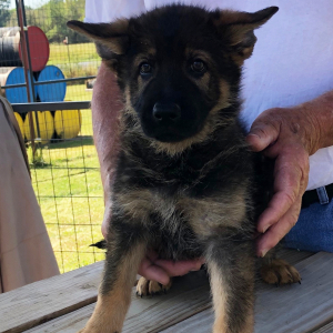 German Shepherd Dog Puppy Knickers