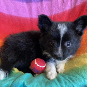 Australian Shepherd Puppy Mahlah