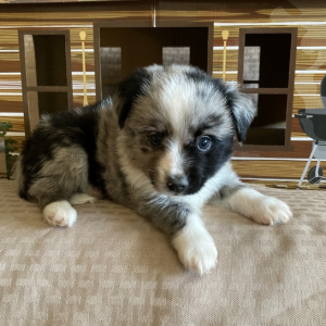 Australian Shepherd Puppy Mahlon