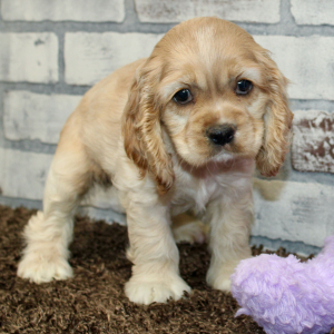 Cocker Spaniel Puppy Polly