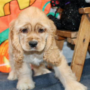 Cocker Spaniel Puppy Polly