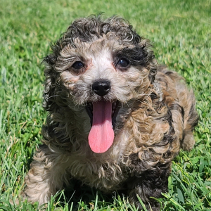Poodle Puppy Frankie