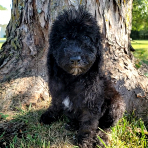 Bedoodle Puppy Hero