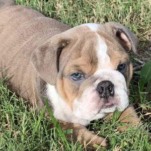 Bulldog Puppy Blaze