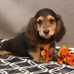 Dachshund Puppy Boysa
