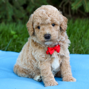 Bichonpoo Puppy Diesel