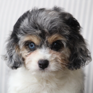 Cockapoo Puppy Willow Marie