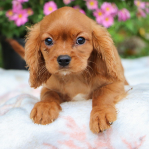 Cavalier King Charles Spaniel Puppy Andre
