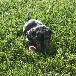 Dachshund Puppy Dan