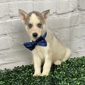 Siberian Husky Puppy Solar