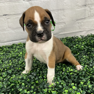 Boxer Puppy Maureen