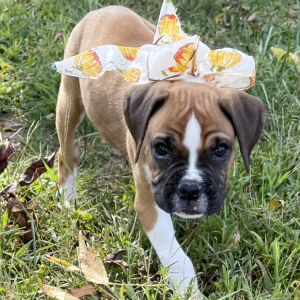 Boxer Puppy Maureen