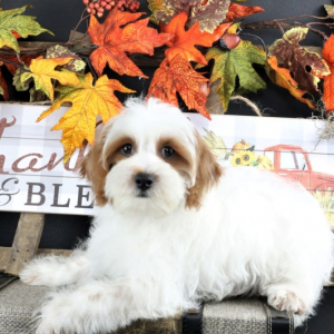 Yorkiepoo Puppy Red