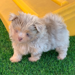Shiranian Puppy Theo