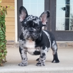 French Bulldog Puppy Tonka