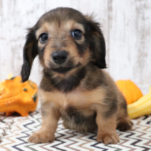 Dachshund Puppy Merlin