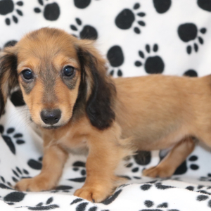Dachshund Puppy Merlin