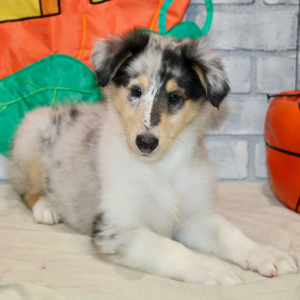 Collie Puppy Jayda