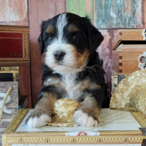 Bernedoodle Puppy Montecristo