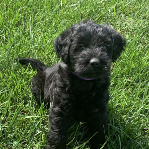 Labradoodle Puppy Polly