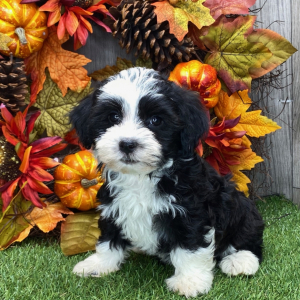 Havanese Puppy Velvet