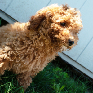 Goldendoodle Puppy macey