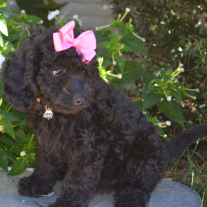 Bernedoodle Puppy Delilah Rose