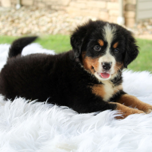 Bernese Mountain Dog Puppy Hailey