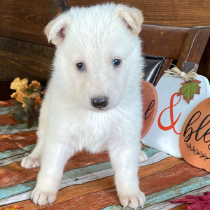 German Shepherd Dog Puppy Amira