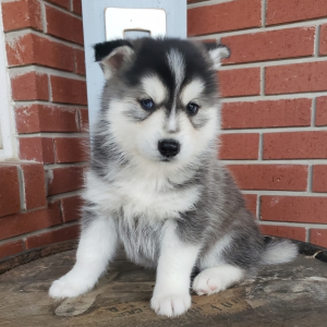 Pomsky Puppy Bear II