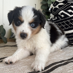 Australian Shepherd Puppy Dakota