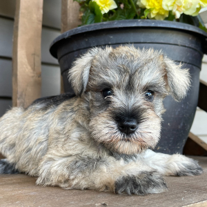 Miniature Schnauzer Puppy Jenny