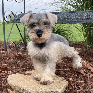 Miniature Schnauzer Puppy Jenny