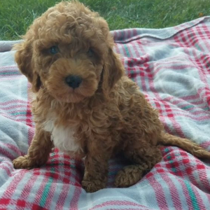Goldendoodle Puppy Mitchell