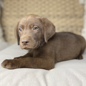 Labrador Retriever Puppy Gunner