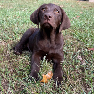 Labrador Retriever Puppy Gunner