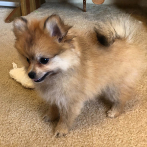 Pomeranian Puppy Reign