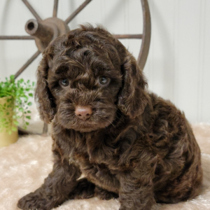 Cockapoo Puppy Indy