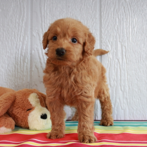 Goldendoodle Puppy Jerry